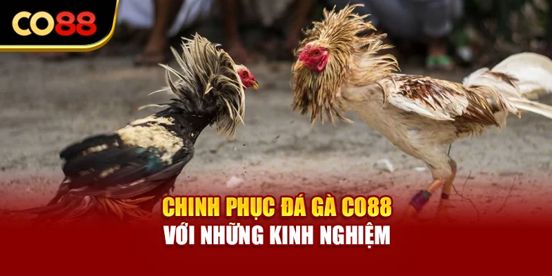 Chinh phục đá gà Co88 với những kinh nghiệm