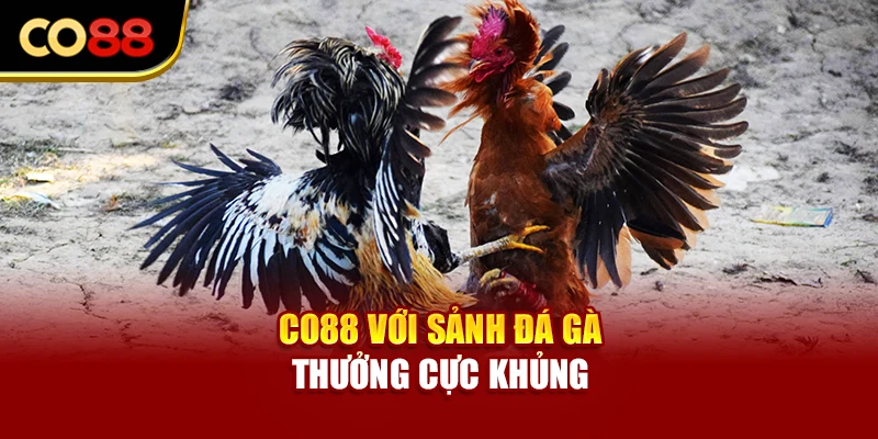 Co88 với sảnh đá gà thưởng cực khủng