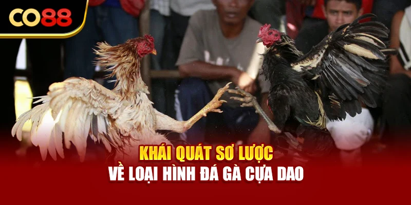 Khái quát sơ lược về loại hình đá gà cựa dao