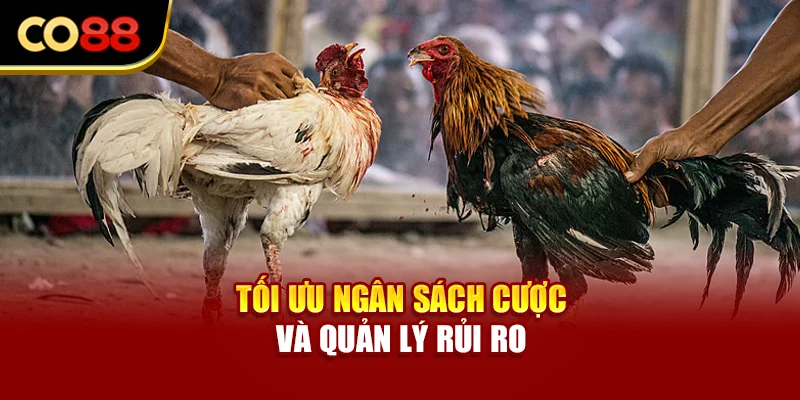 Tối ưu ngân sách cược và quản lý rủi ro